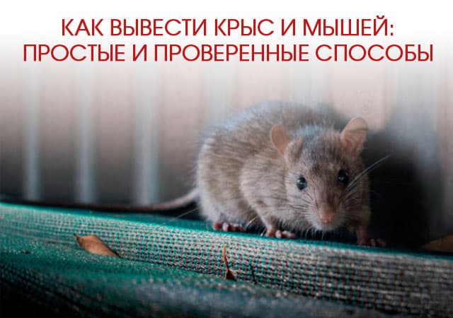 Как вывести крыс и мышей в Троицке: простые и проверенные способы