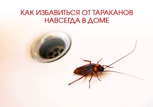 Как избавиться от тараканов в доме в Троицке
