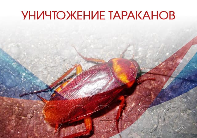 Уничтожение тараканов в Троицке